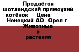 Продаётся шотландский прямоухий котёнок  › Цена ­ 2 500 - Ненецкий АО, Орел г. Животные и растения » Кошки   . Ненецкий АО